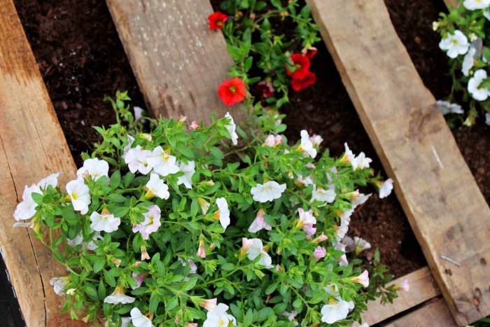 Fill in the open spaces with full flowers or your favorite plants. (Photo courtesy of Angie Holden/The Country Chic Cottage)